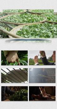 茶叶爆料视频大全下载,视频大全带你领略茶香魅力